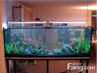 新賓滿族自治縣靜怡水族花卉（新賓滿族自治縣靜怡水族花卉養(yǎng)殖場(chǎng)）