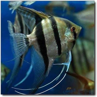 葫蘆島市龍港區印象水族魚缸店