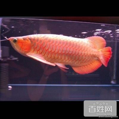 魚缸上門維修（昆明市魚缸上門維修服務公司及其服務內容及服務內容） 魚缸上門維修（昆明市魚缸上門維修服務公司及其服務內容及服務內容） 魚缸百科 第3張
