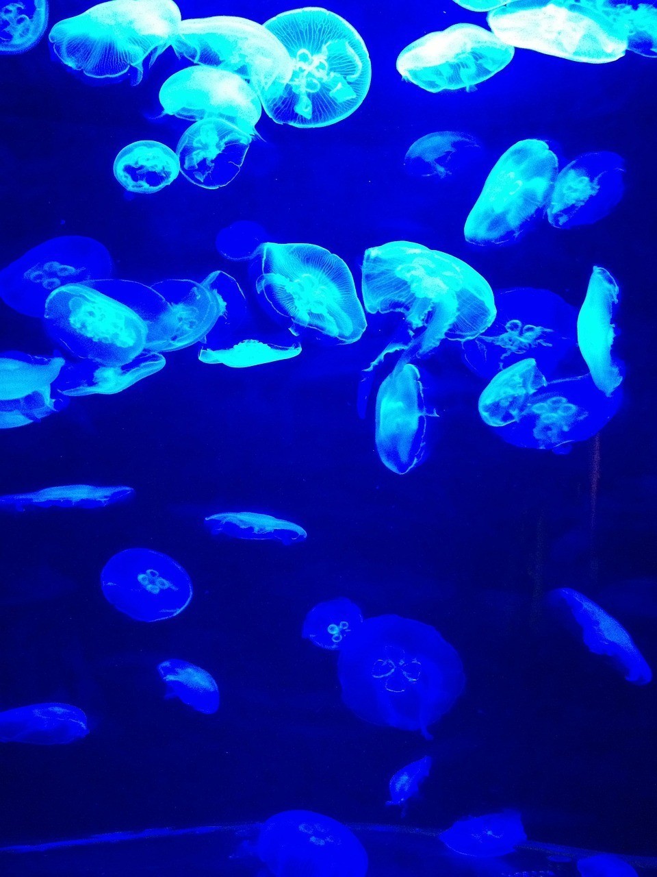 江門市蓬江區堤東東海新潮水族館（江門市蓬江區堤東東海新潮水族館電話）
