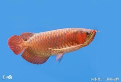 金龍魚吃金魚好不好：關(guān)于金龍魚吃金魚是否好，根據(jù)搜索結(jié)果