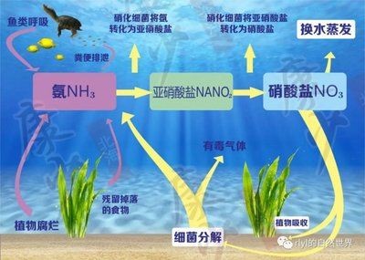 不同魚類換水需求：不同種類的魚對(duì)換水的需求有所不同