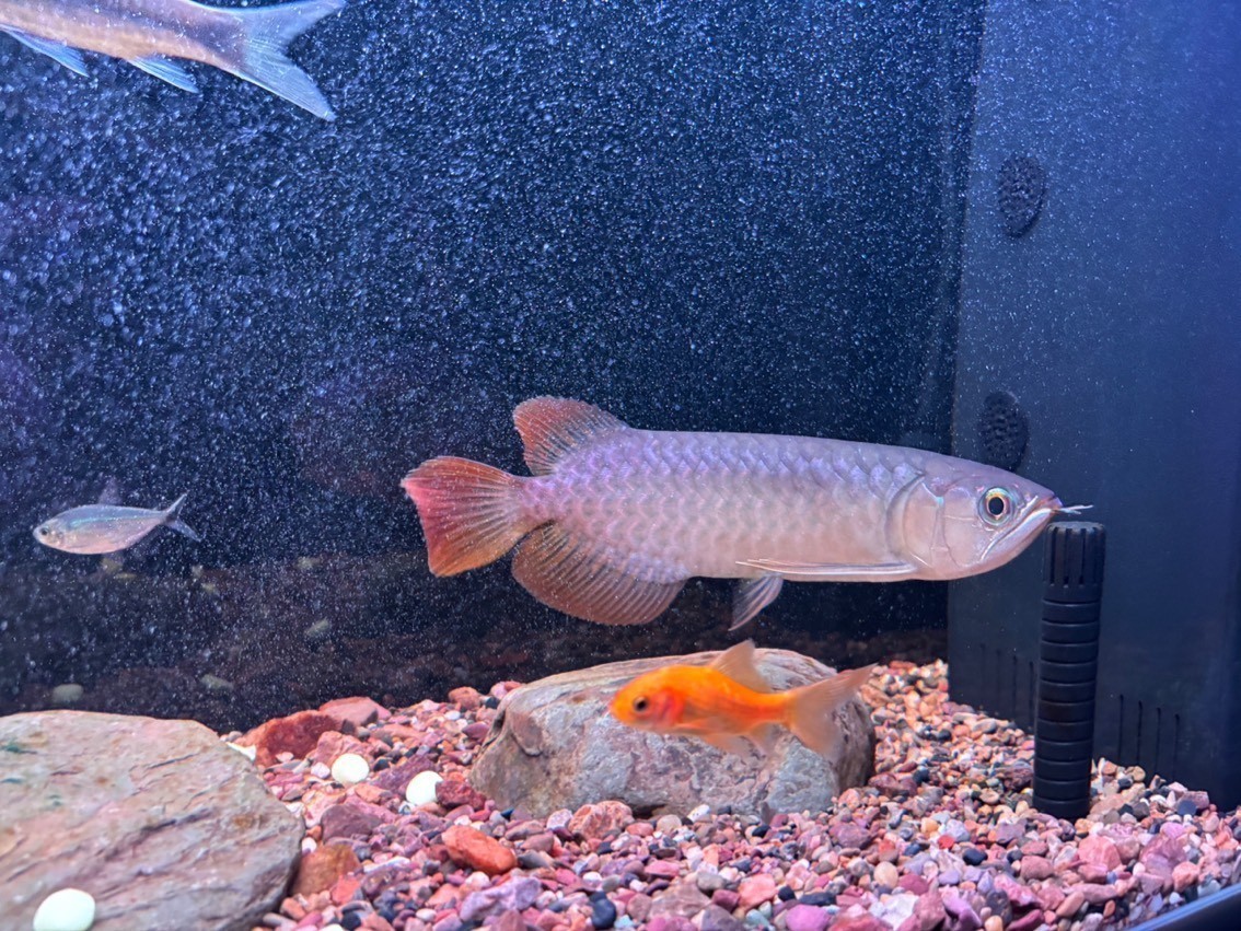 有大佬知道這是什么龍魚嗎