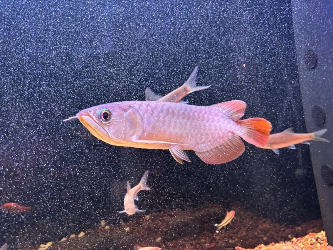 有大佬知道這是什么龍魚嗎