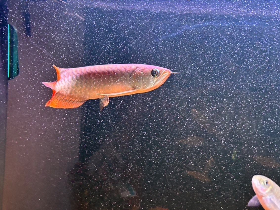 有大佬知道這是什么龍魚嗎