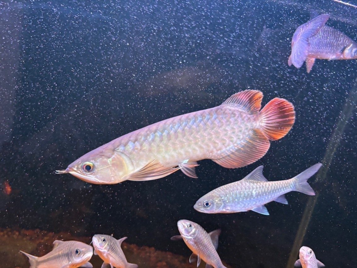 有大佬知道這是什么龍魚嗎