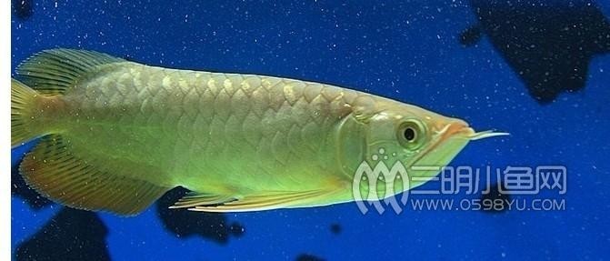 高背寶石金龍魚圖片
