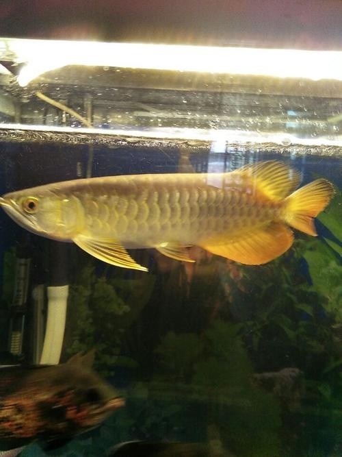 高背寶石金龍魚圖片