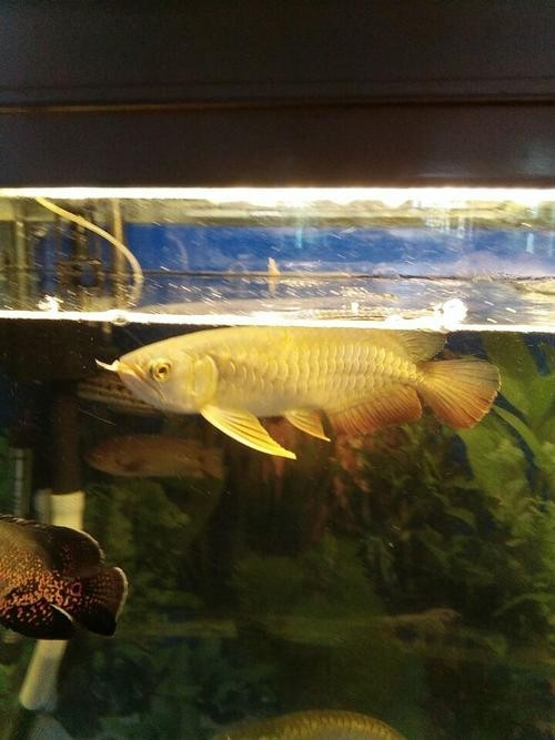 高背寶石金龍魚圖片