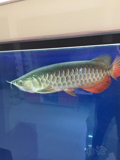 高背寶石金龍魚圖片