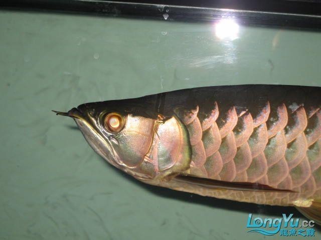 高背寶石金龍魚圖片