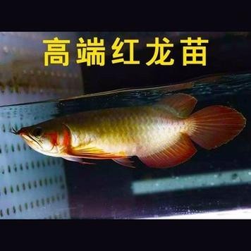 高背寶石金龍魚圖片