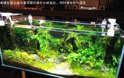 家用魚缸循環水過濾系統（家用魚缸循環水過濾系統是保障魚缸水質清潔和穩定的基石）