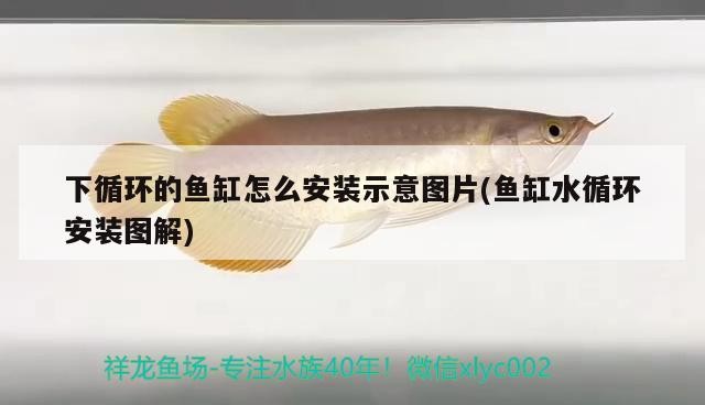 徐州哪里賣魚缸好？：徐州哪里賣魚缸好一點(diǎn)
