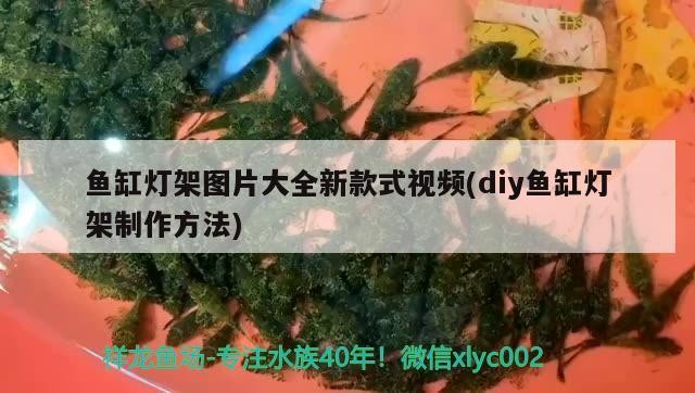 徐州哪里賣魚(yú)缸好？：徐州哪里賣魚(yú)缸好一點(diǎn)