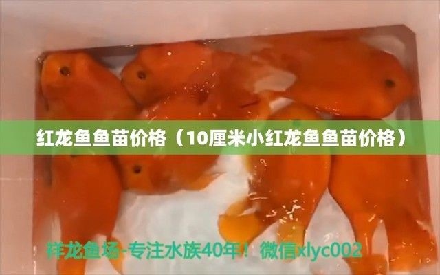 紅龍魚苗多少錢一條啊（紅龍魚苗價格一般多少？）