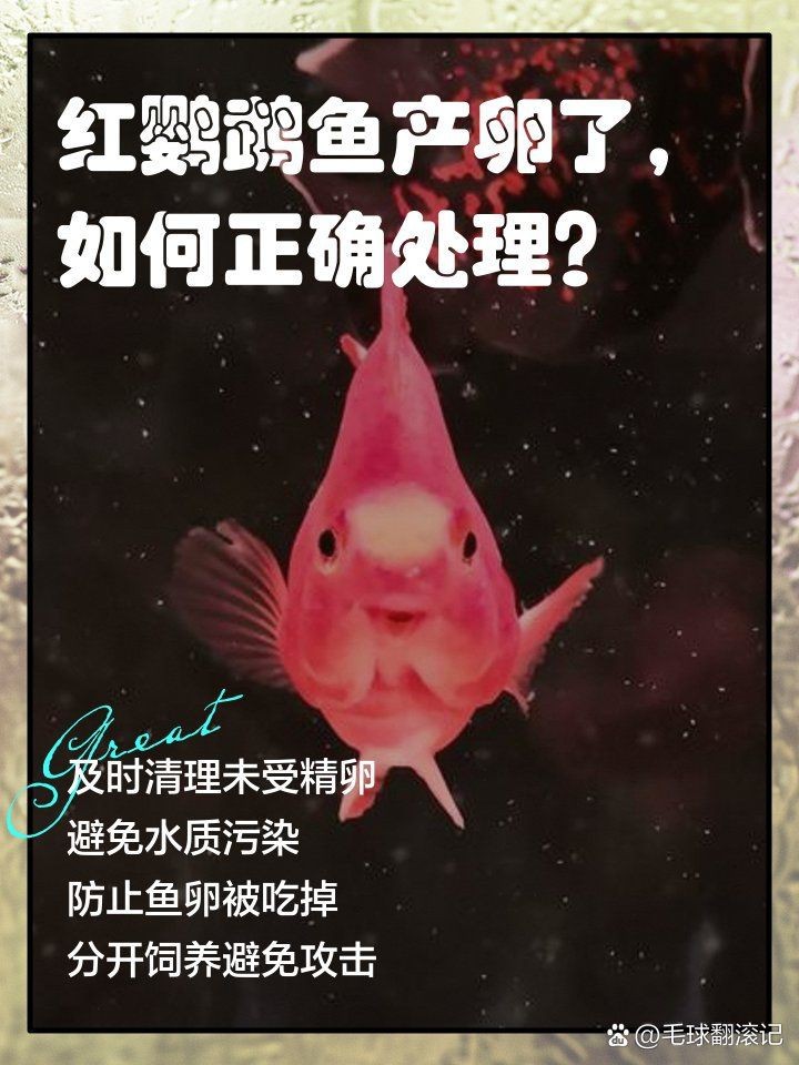 紅財神魚產卵后要多久才能恢復