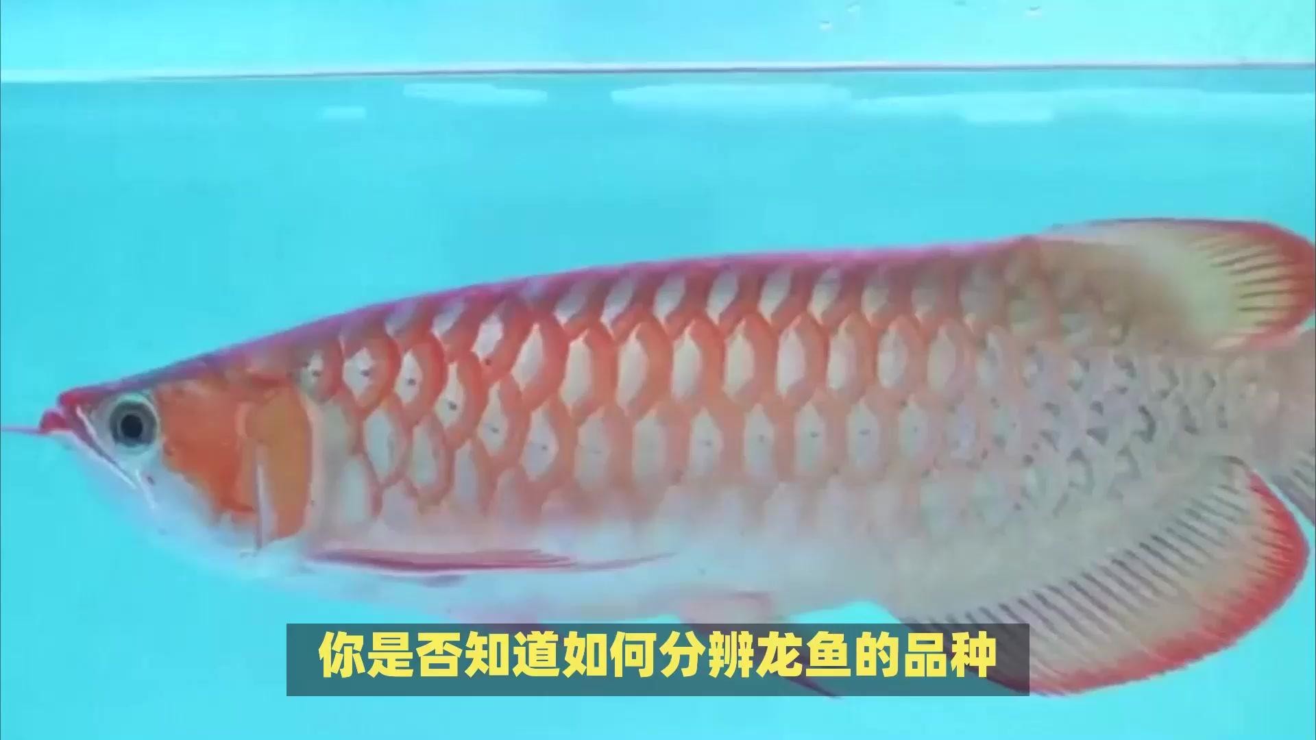 銀龍魚和紅龍魚哪個更值錢？