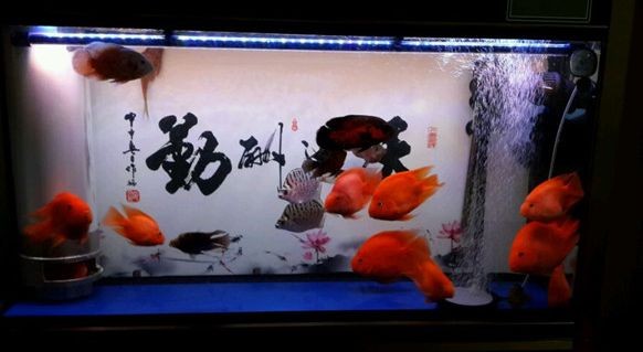 元寶魚與龍魚能混養(yǎng)嗎（元寶魚和龍魚可以混養(yǎng)嗎）