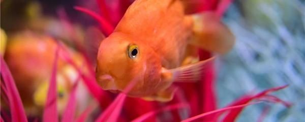 元寶魚與龍魚能混養(yǎng)嗎（元寶魚和龍魚可以混養(yǎng)嗎）