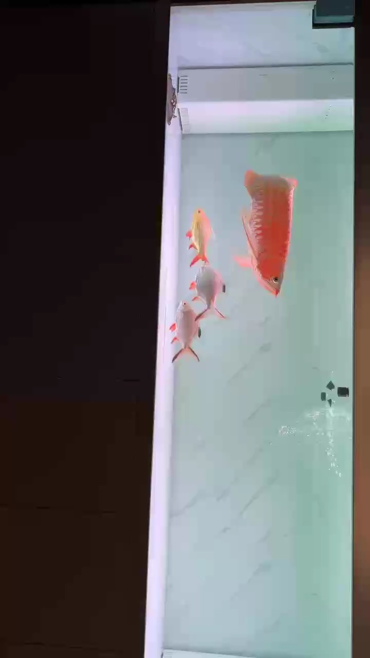 不知不覺養(yǎng)魚已經(jīng)15年了