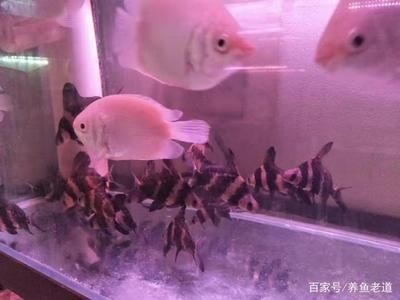 魚缸消毒劑的選擇與使用：魚缸消毒劑的選擇與使用方法