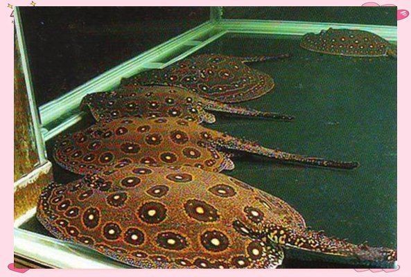 魟魚黑白和黑金的區別