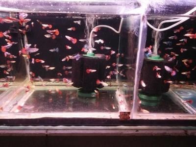 好點的魚缸都有哪些品種（好點的魚缸有哪些品種）