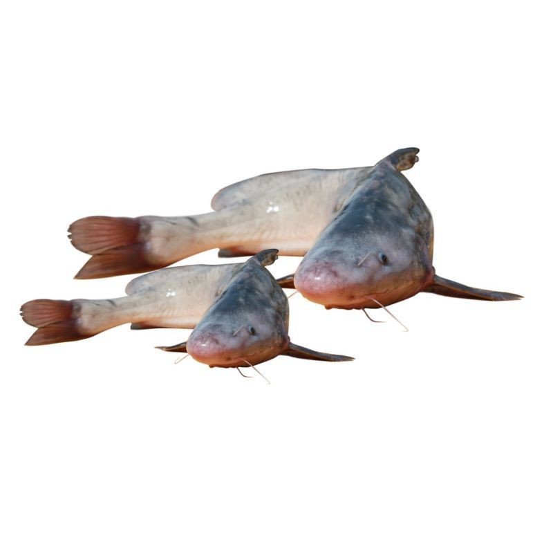 鮰魚