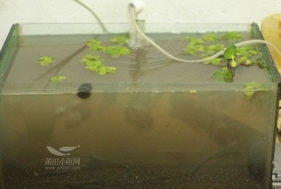 底濾魚缸吸小魚解決方案（底濾魚缸吸小魚怎么辦）