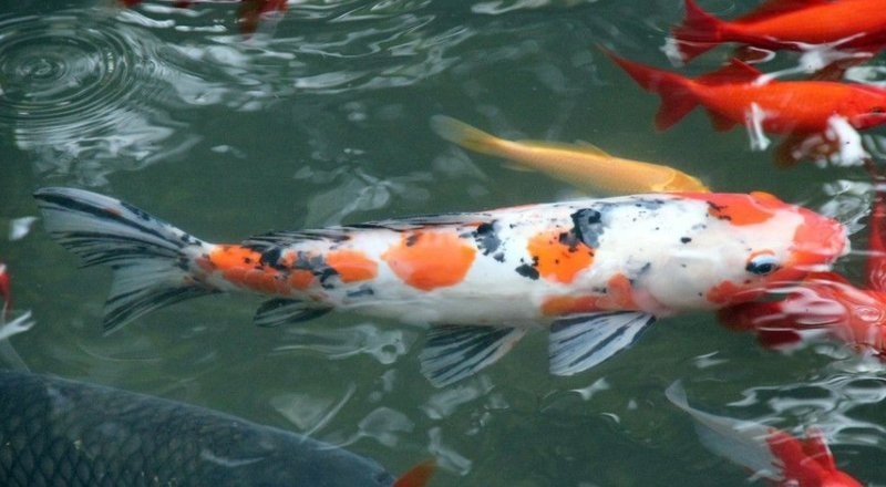 龍魚和錦鯉的喂食頻率應該是多久一次？