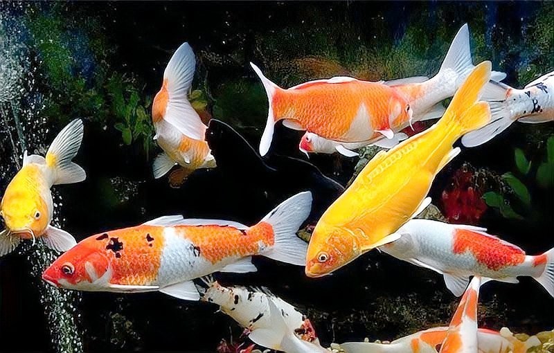 龍魚和錦鯉的喂食頻率應該是多久一次？