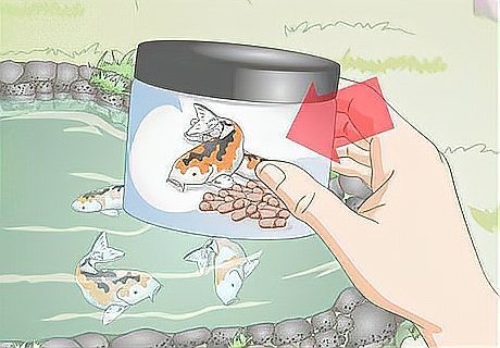 龍魚和錦鯉的喂食頻率應該是多久一次？