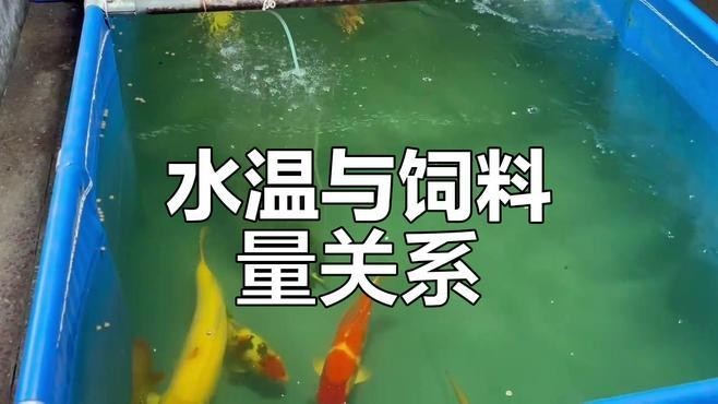 龍魚和錦鯉的喂食頻率應該是多久一次？