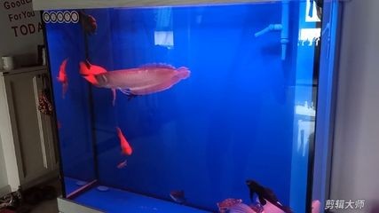 觀賞魚混養魚缸怎么養好呢（如何打造完美的觀賞魚混養缸）