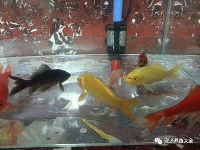 觀賞魚混養魚缸怎么養好呢（如何打造完美的觀賞魚混養缸）