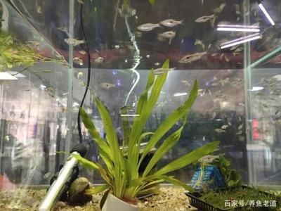 觀賞魚混養魚缸怎么養好呢（如何打造完美的觀賞魚混養缸）