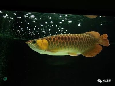 龍魚和什么魚可以混養混養：龍魚和其他魚類混養時需要注意什么