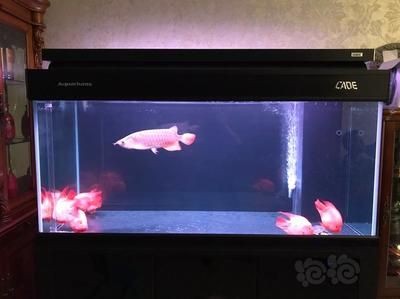 50寬的缸能養(yǎng)龍魚嗎：50厘米寬的魚缸能養(yǎng)龍魚嗎， 50寬的缸能養(yǎng)龍魚嗎：50厘米寬的魚缸能養(yǎng)龍魚嗎， 龍魚百科 第3張