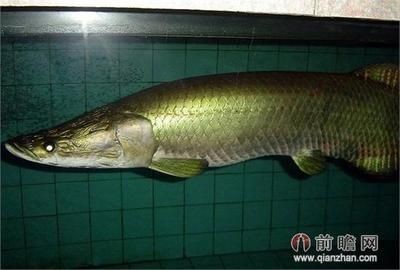 海象魚的飼養與養護：海象魚在魚缸中的生長潛力大小對海象魚的生長有影響