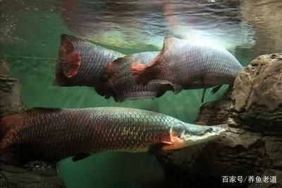 海象魚的飼養與養護：海象魚在魚缸中的生長潛力大小對海象魚的生長有影響