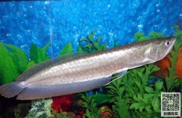 銀龍魚苗疾病預防措施：銀龍魚苗的養殖過程中疾病預防是至關重要的，可以有效預防 銀龍魚苗疾病預防措施：銀龍魚苗的養殖過程中疾病預防是至關重要的，可以有效預防 龍魚百科 第4張