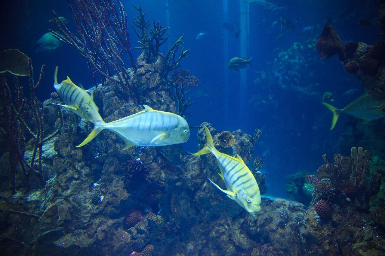 滿洲里市魚友水族館（滿洲里市魚友水族館電話）