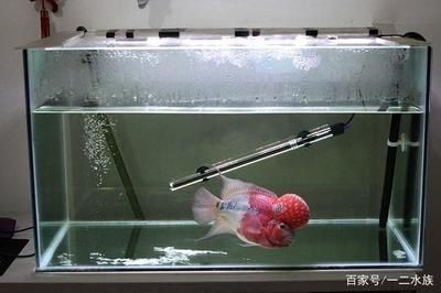 魚缸加熱棒的能源效率是每個(gè)養(yǎng)魚愛(ài)好者關(guān)心的問(wèn)題：智能溫控系統(tǒng)的應(yīng)用 魚缸加熱棒的能源效率是每個(gè)養(yǎng)魚愛(ài)好者關(guān)心的問(wèn)題：智能溫控系統(tǒng)的應(yīng)用 魚缸百科 第4張