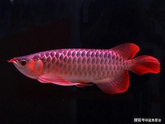 金龍魚眼睛腫的很大怎么辦：金龍魚的眼睛腫大怎么辦 金龍魚眼睛腫的很大怎么辦：金龍魚的眼睛腫大怎么辦 龍魚百科