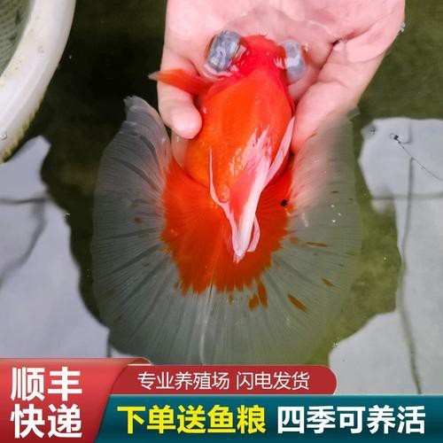 還有哪些龍種金魚是稀有品種？