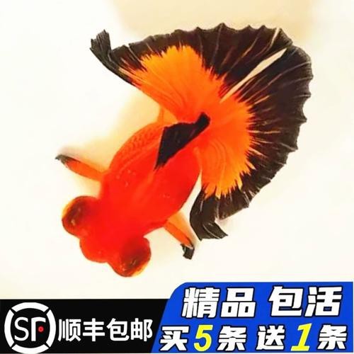 還有哪些龍種金魚是稀有品種？