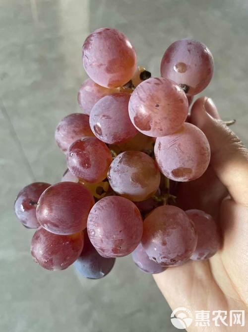 還有哪些龍種金魚是稀有品種？