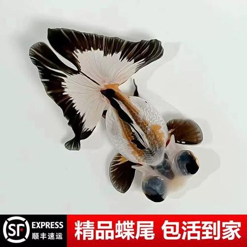 還有哪些龍種金魚是稀有品種？