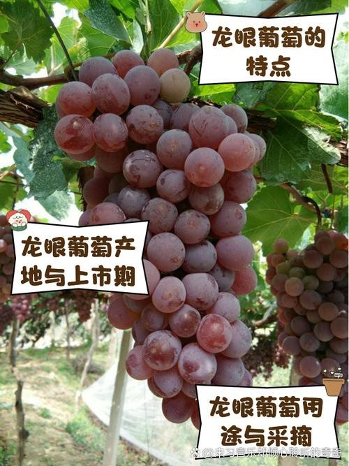 還有哪些龍種金魚是稀有品種？
